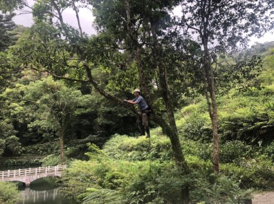 透過跨單位協力合作，讓櫻石斛再次重返烏來原生棲地-雲仙樂園自然繁衍。(林業保育署新竹分署 提供)